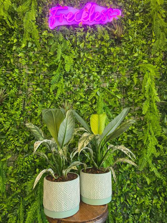 Peace lily plant